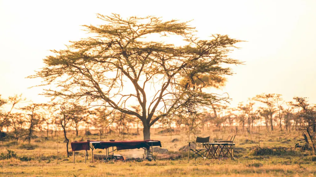 sundowner set up by campfire in the bush, naboisho camp, mara naboisho conservancy, kenya