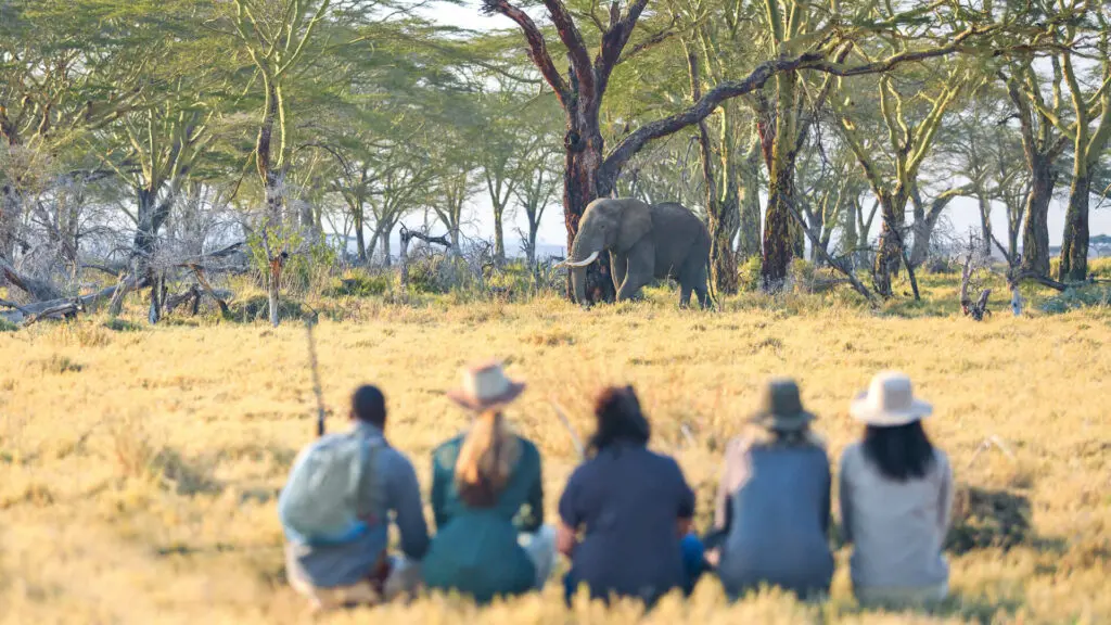 Namiri Plains, Serengeti National Park , guests on walking safari stopping to watch an elephant walking passed