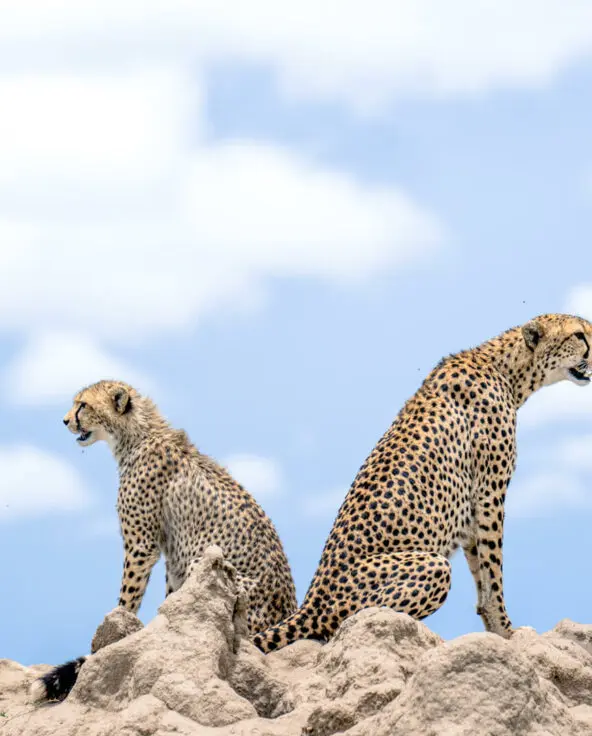 Namiri Plains, Serengeti National Park, wildlife, cheetahs standing on a rock, clouds in the background