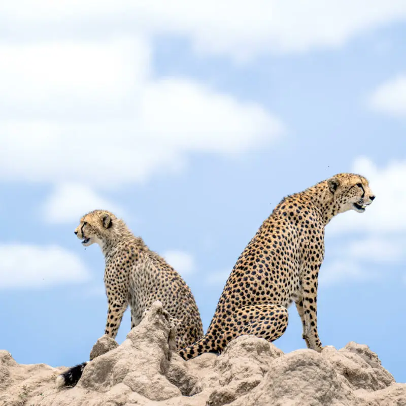 Namiri Plains, Serengeti National Park, wildlife, cheetahs standing on a rock, clouds in the background