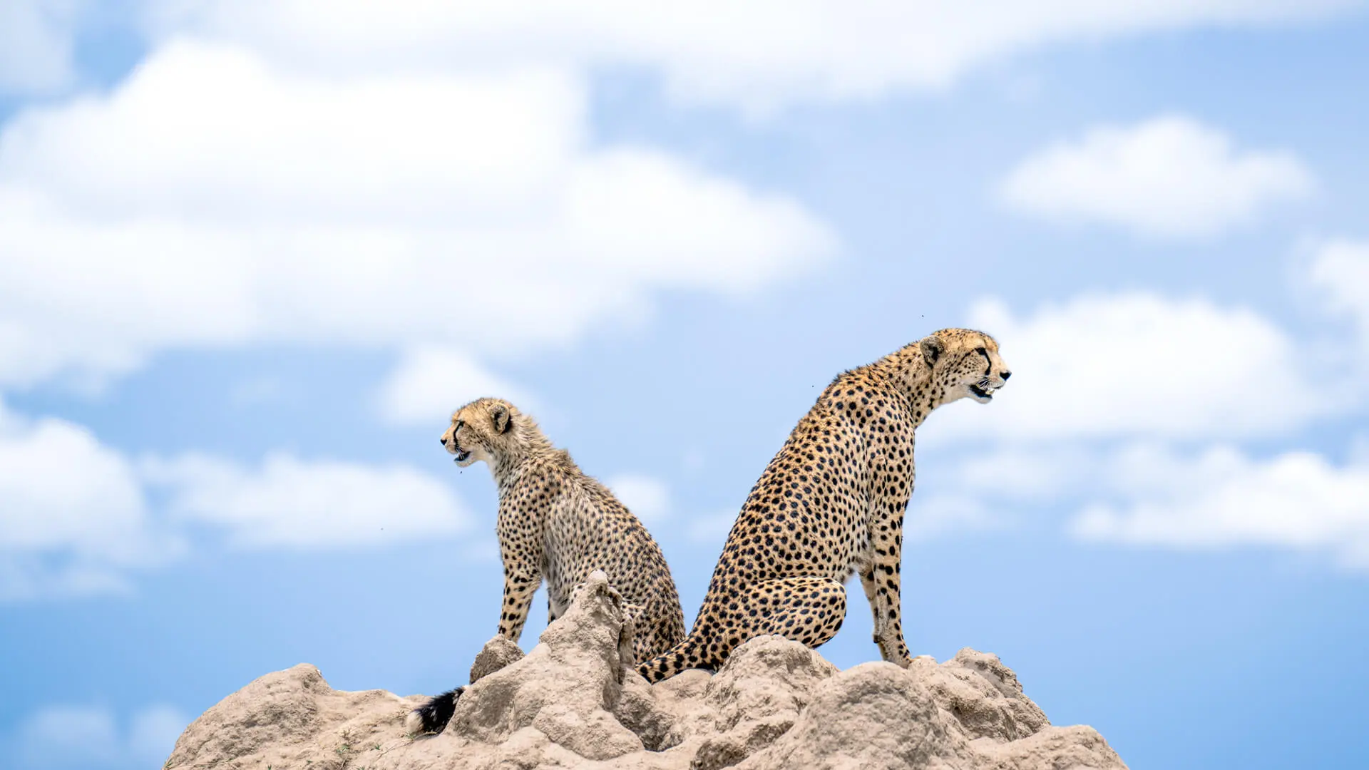 Capture breathtaking moments on safari with Nikon | Asilia Africa