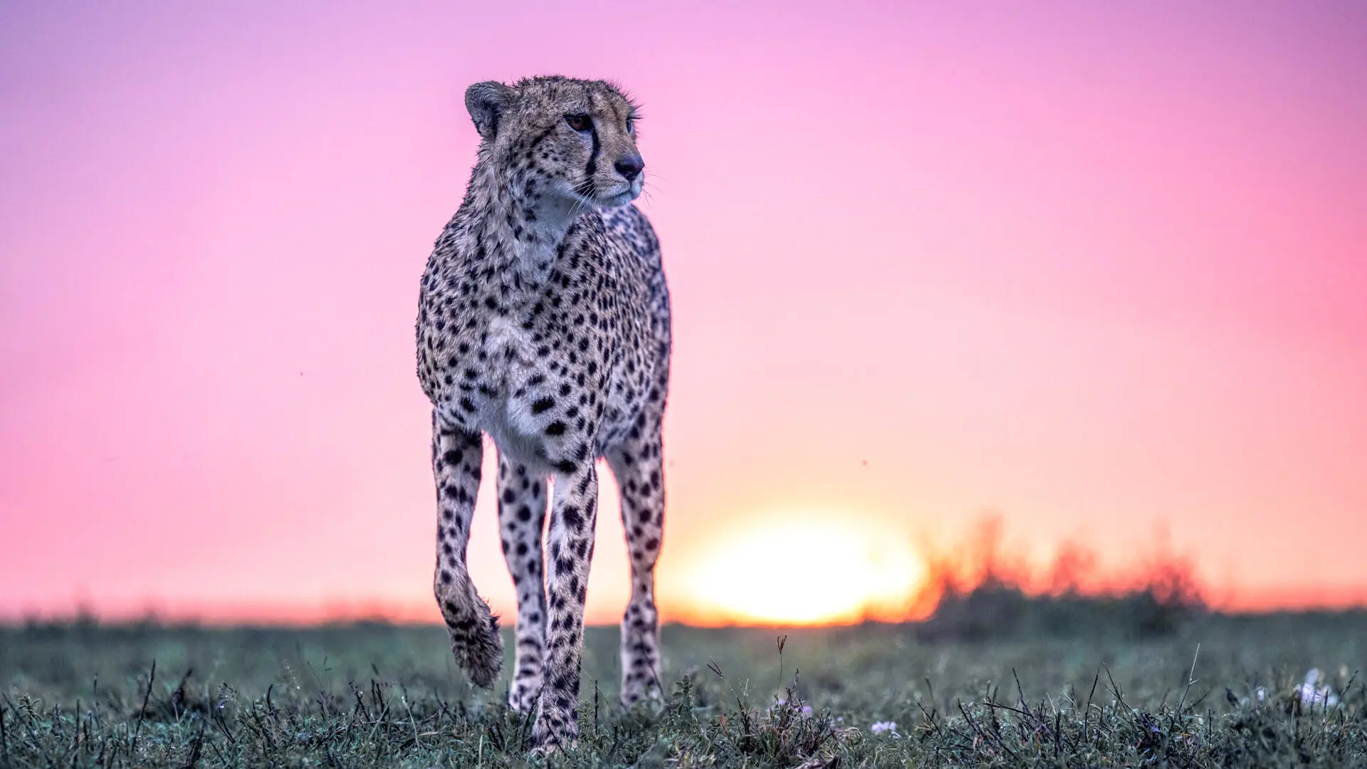 Namiri Plains, Serengeti National Park, wildlife, cheetah standing on the grass at sunset