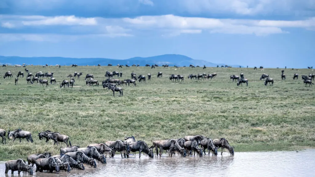 Namiri Plains, Serengeti National Park, wildlife, herd of wildebeest grazing and drinking water, mountains in the backgrounf