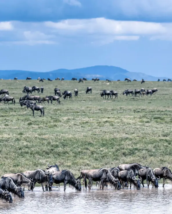 Namiri Plains, Serengeti National Park, wildlife, herd of wildebeest grazing and drinking water, mountains in the backgrounf