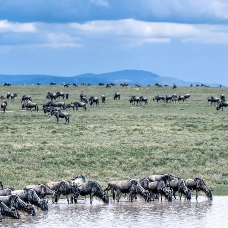Namiri Plains, Serengeti National Park, wildlife, herd of wildebeest grazing and drinking water, mountains in the backgrounf