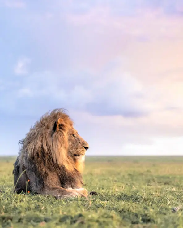 Namiri Plains, Serengeti National Park, Wildlife, lions lying on the grass, clouds in the background