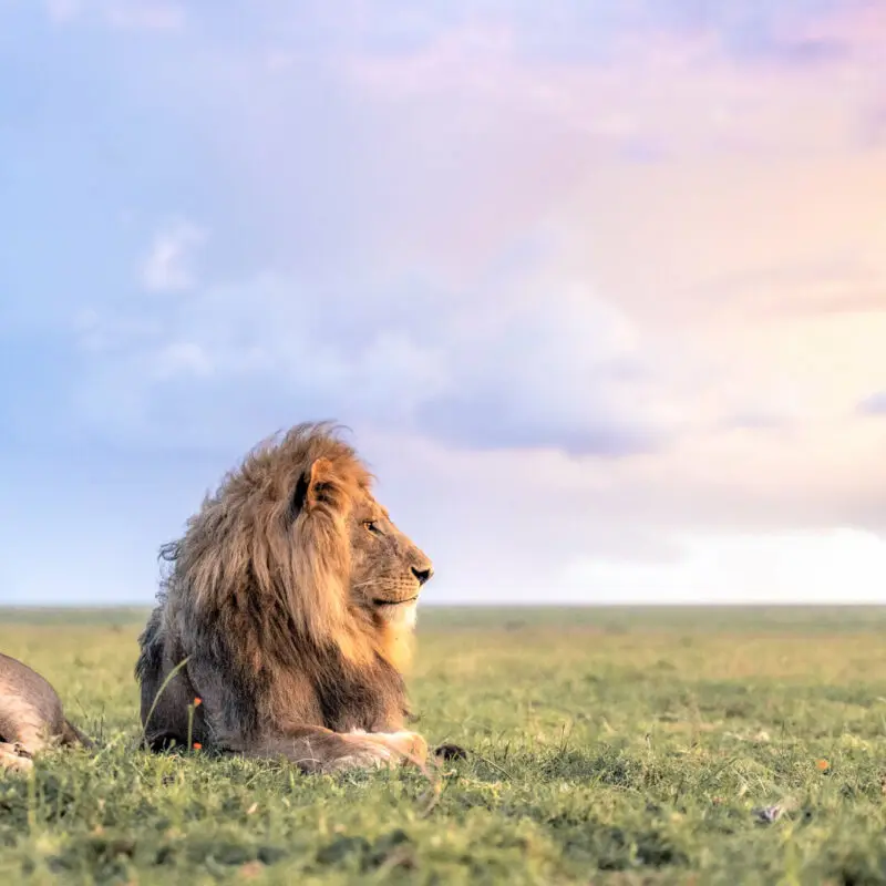 Namiri Plains, Serengeti National Park, Wildlife, lions lying on the grass, clouds in the background