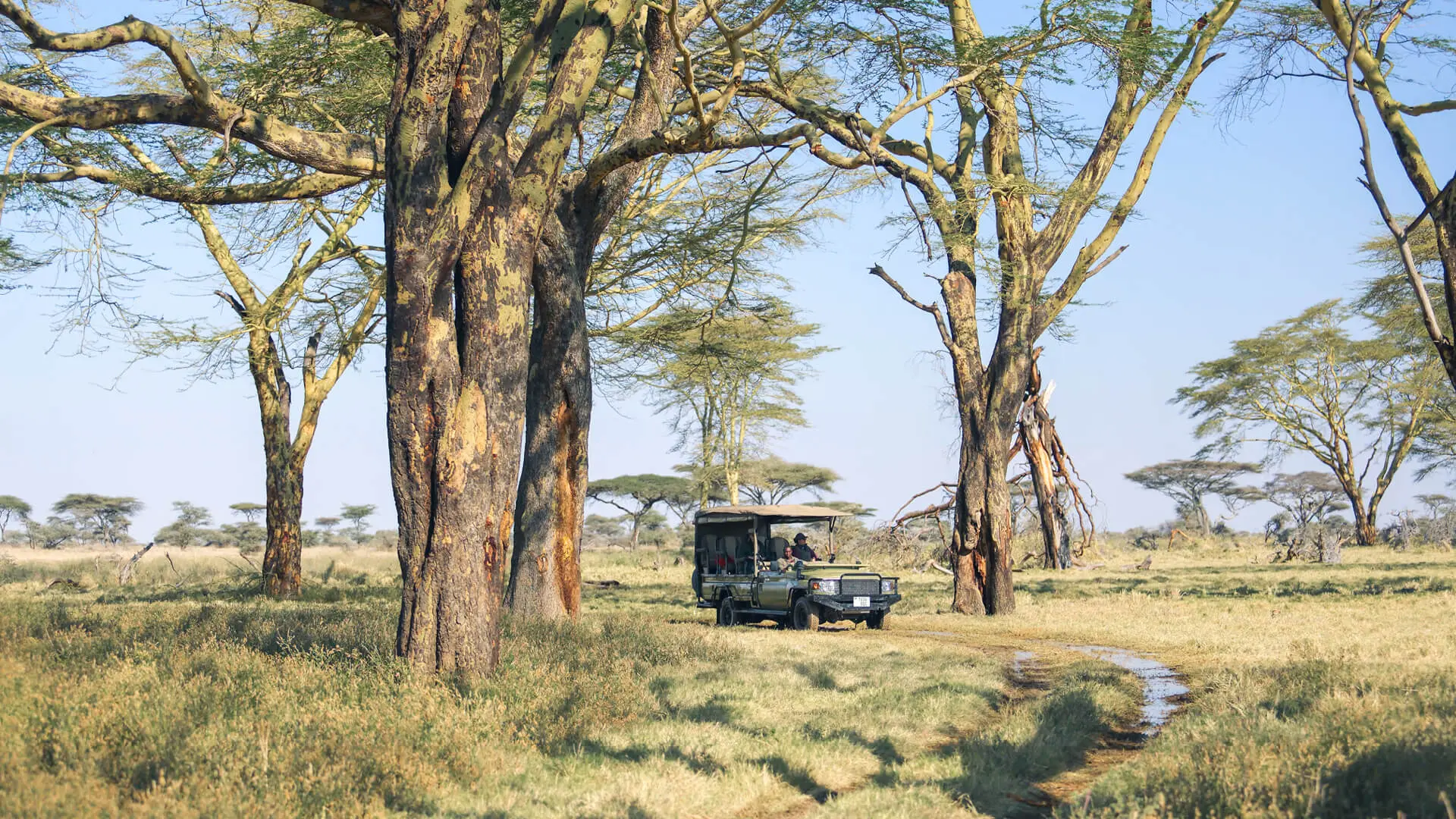 Namiri Plains, Serengeti National Park, Activity, guests on game drive through tall trees on a path