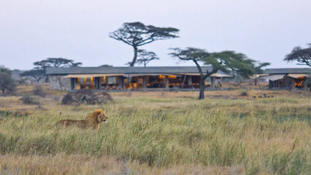 Namiri Plains, Serengeti National Park, wildlife, lion in the grass in front of the main area at camp