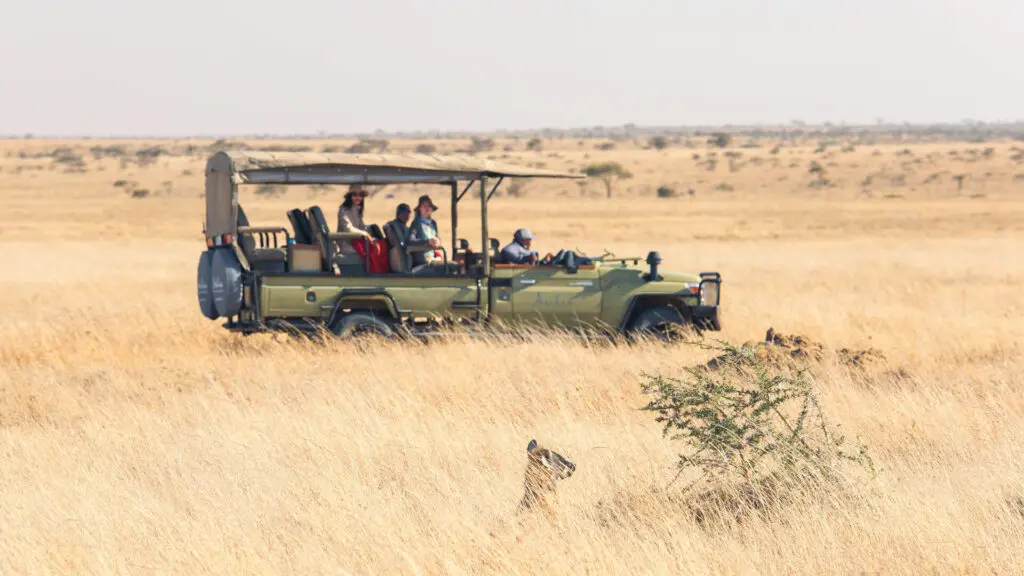 Namiri Plains, Serengeti National Park, Actvity, guests on game drive spotting a wild dog in the long reeds from the vehicle