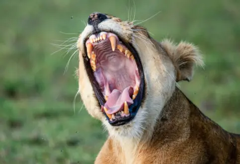 Namiri Plains Retreat, Serengeti National Park, wildlife, lion yawning