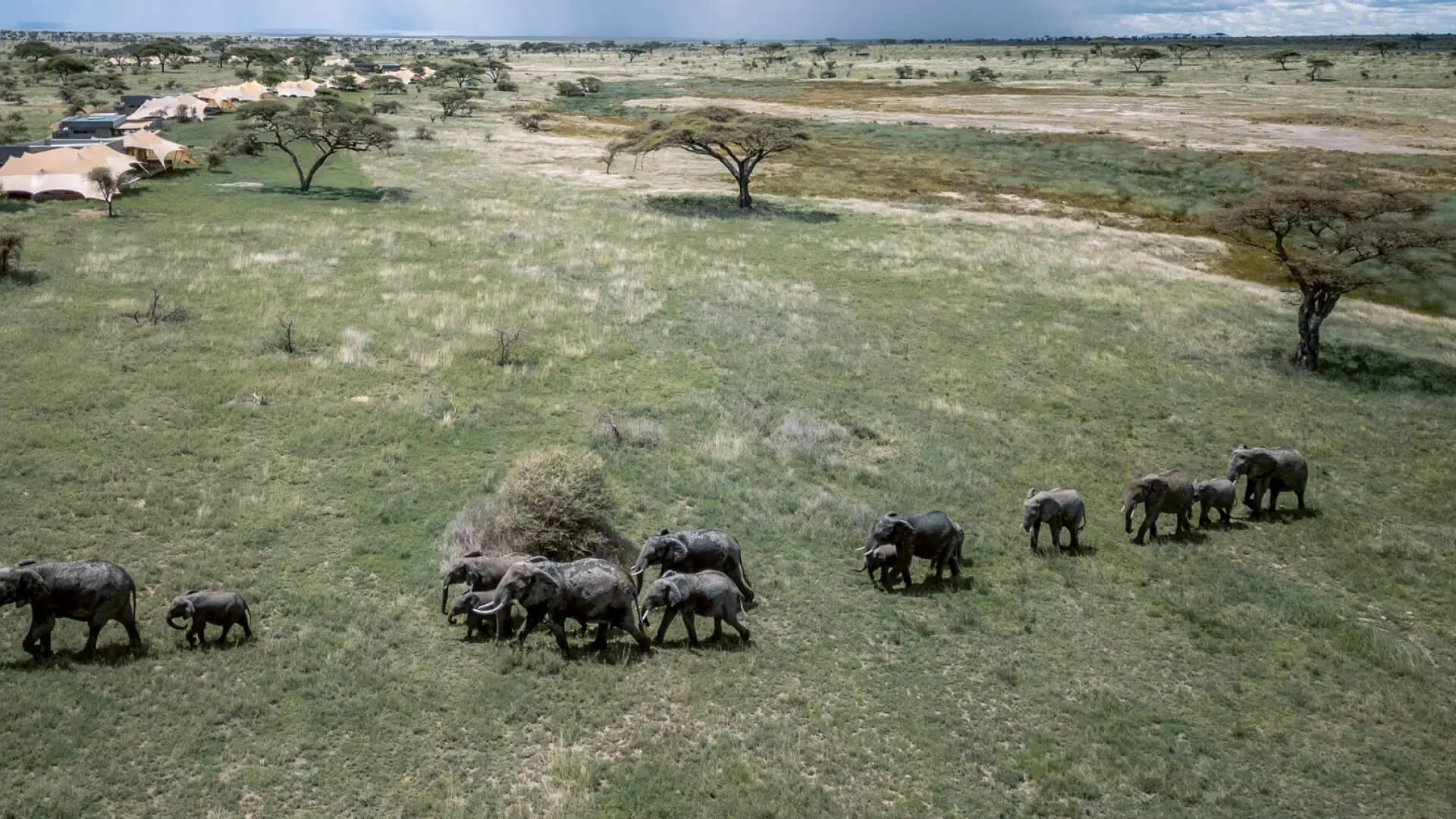 Namiri Plains Retreat, Serengeti National Park, wildlife, elephants walking over green grass near the camp