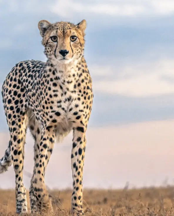Cheetah in ol pejeta conservancy, ol pejeta bush camp, kenya