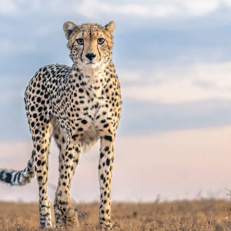 Cheetah in ol pejeta conservancy, ol pejeta bush camp, kenya
