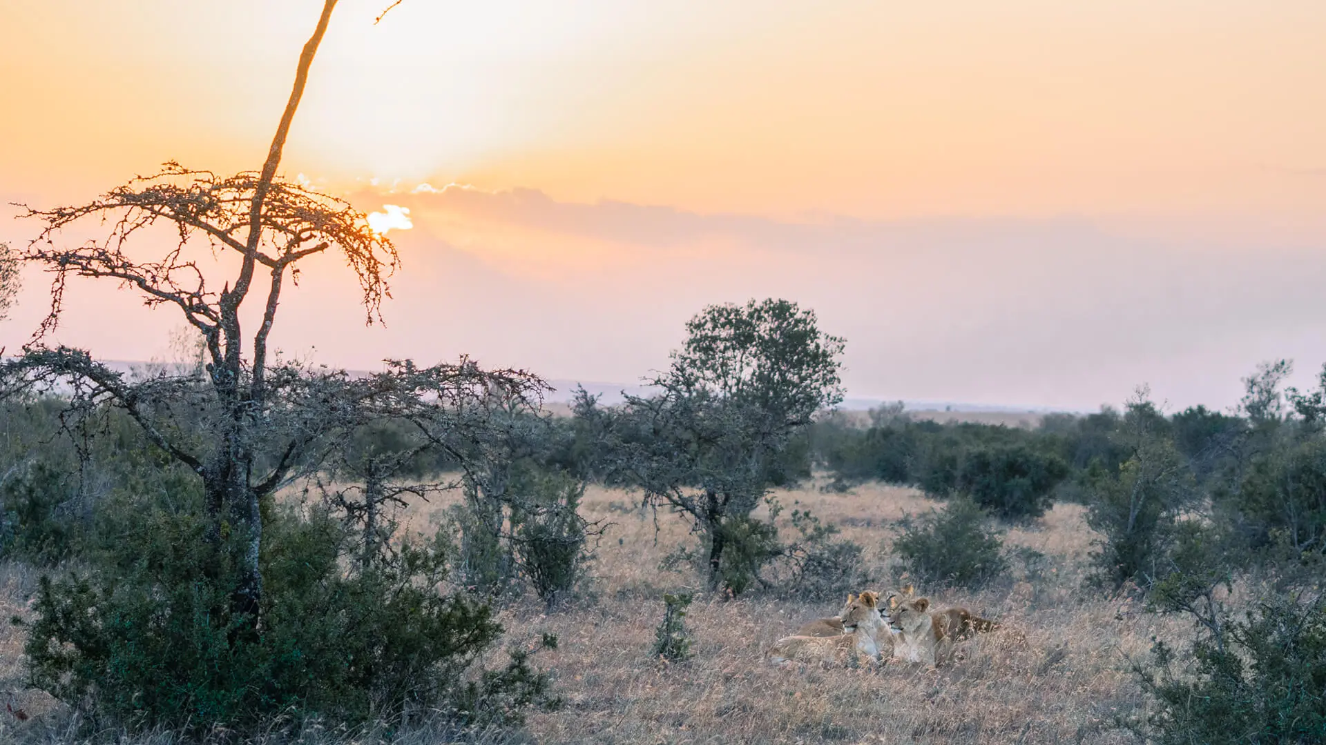 Asilia Camp Lodges Ol Pejeta Bush Camp Camp Carousel2