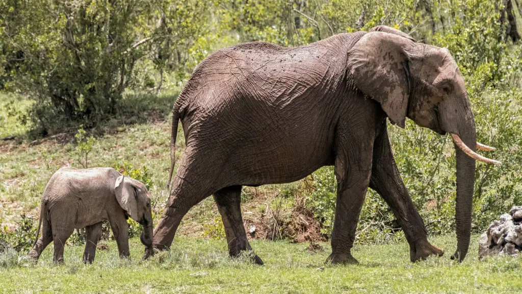 elephant mother and calf walking between trees, Ol Pejeta Bush Camp, ol pejeta conservancy, kenya