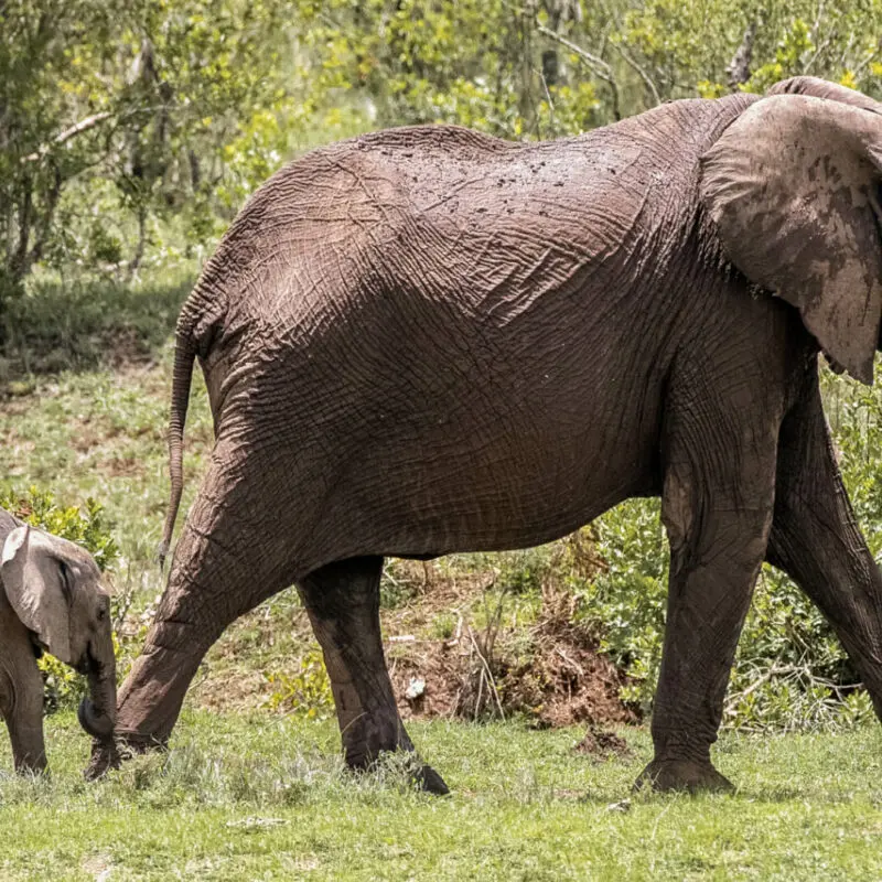 elephant mother and calf walking between trees, Ol Pejeta Bush Camp, ol pejeta conservancy, kenya