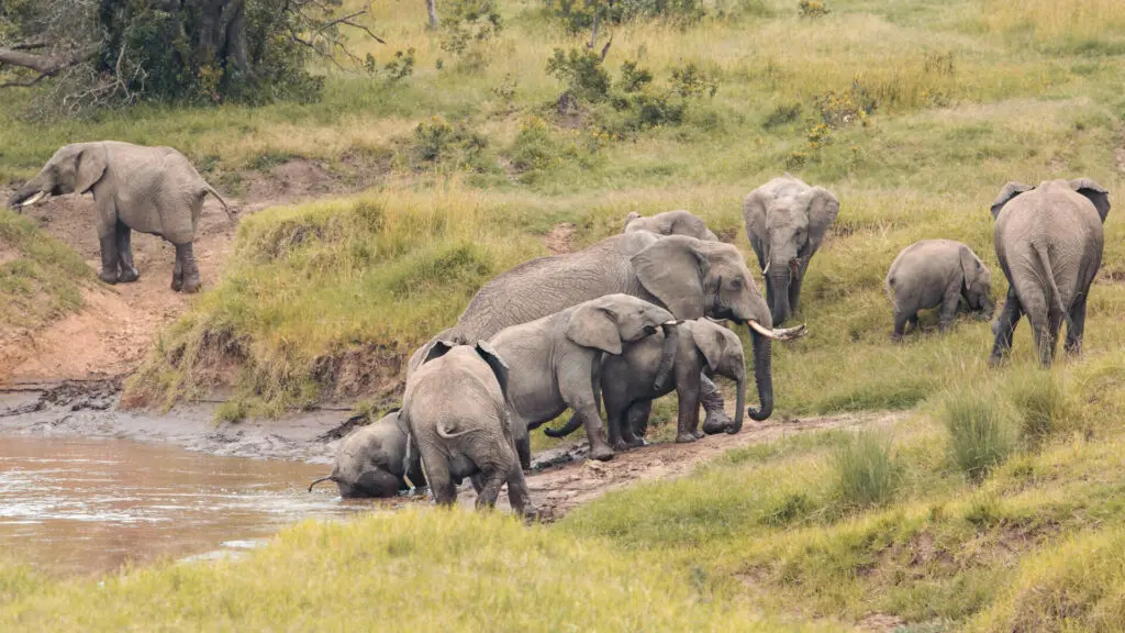 Family of elephant at the river, ol peteja bush camp, ol pejeta conservancy, kenya