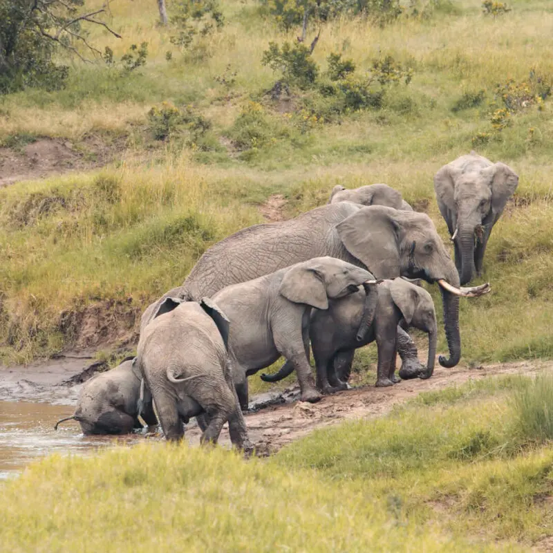 Family of elephant at the river, ol peteja bush camp, ol pejeta conservancy, kenya