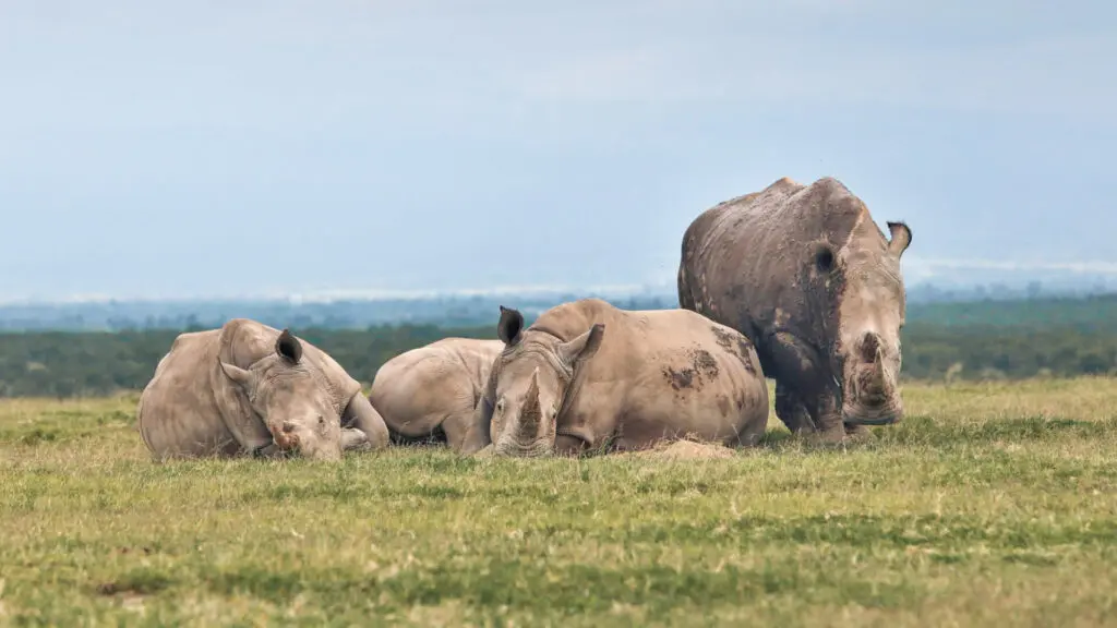Group of rhino in ol pejeta conservancy, ol pejeta bush camp, kenya