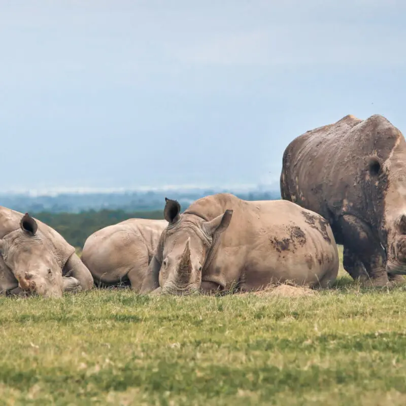 Group of rhino in ol pejeta conservancy, ol pejeta bush camp, kenya