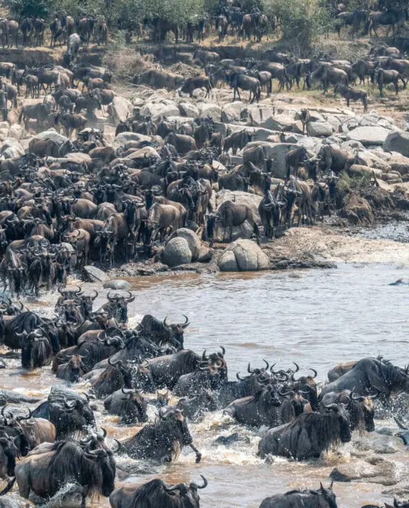 Herds of wildebeest crossing the mara river, olakira migration camp, Serengeti National Park, Tanzania