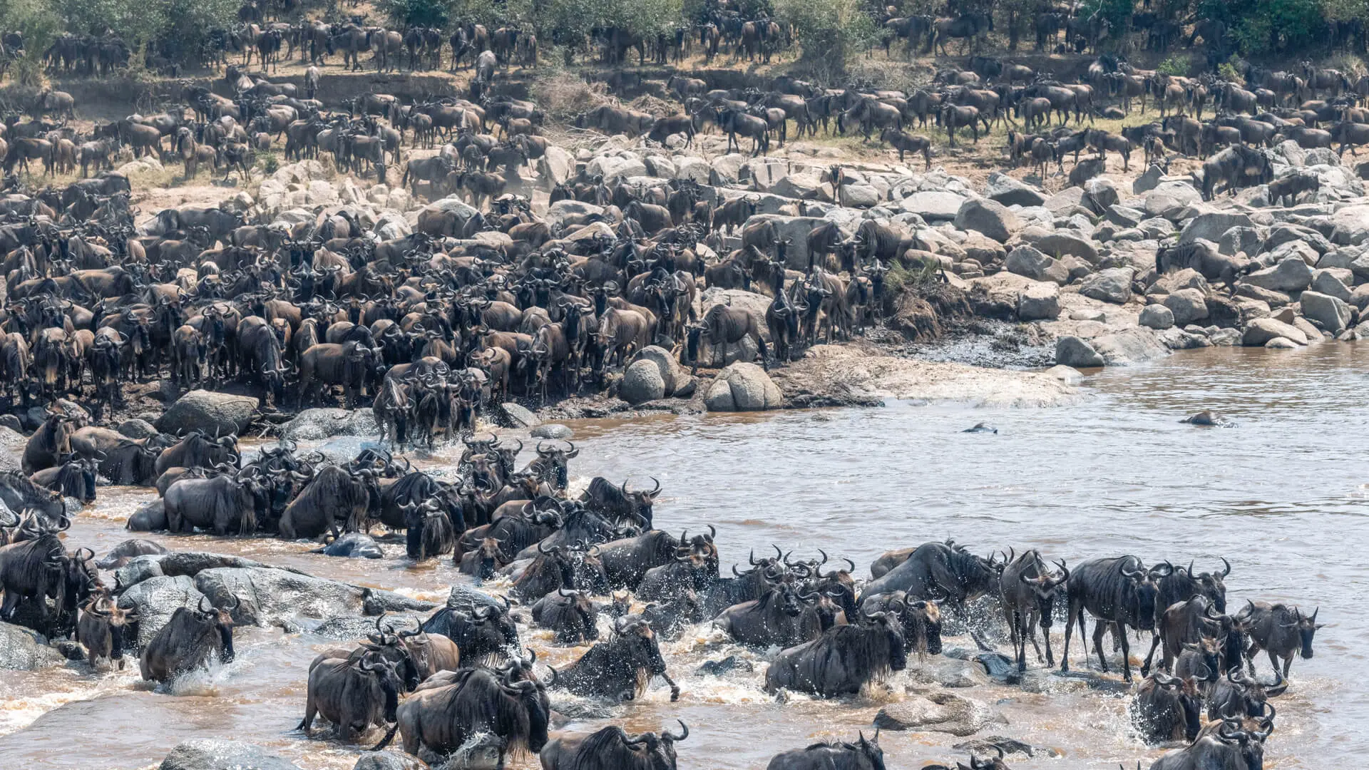 Herds of wildebeest crossing the mara river, olakira migration camp, Serengeti National Park, Tanzania