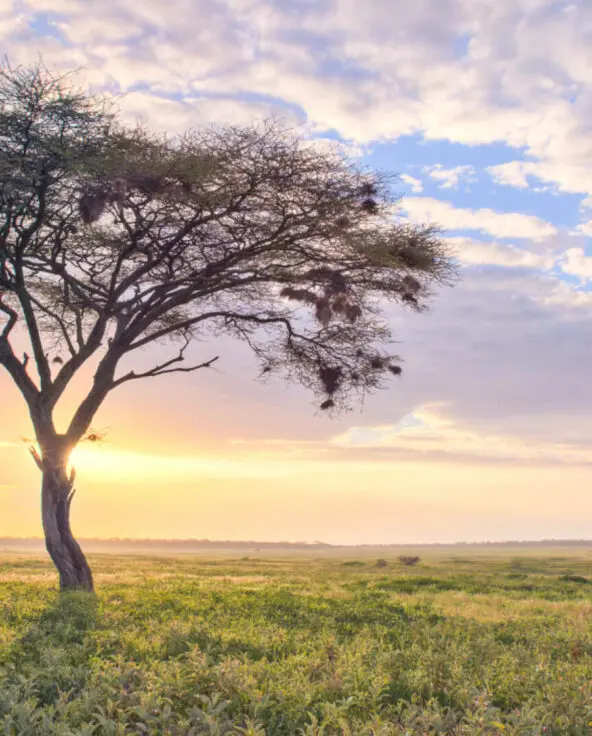 sunset landscape view, grass, tree, clouds, olakira migration camp, Serengeti National Park, Tanzania