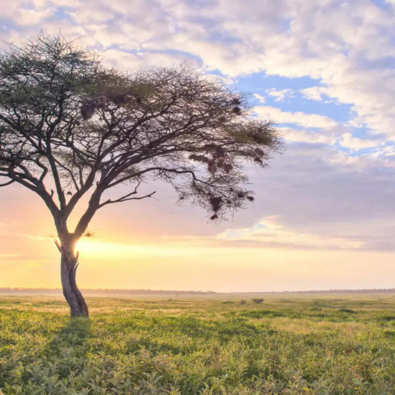 sunset landscape view, grass, tree, clouds, olakira migration camp, Serengeti National Park, Tanzania