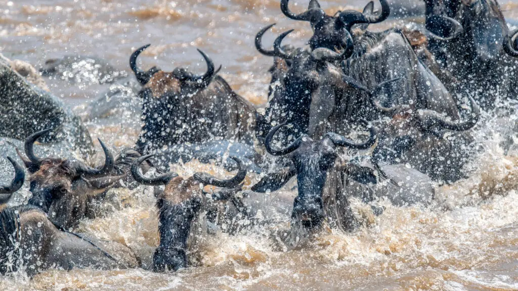 Close up of wildebeest crossing the mara river, olakira migration camp, Serengeti National Park, Tanzania