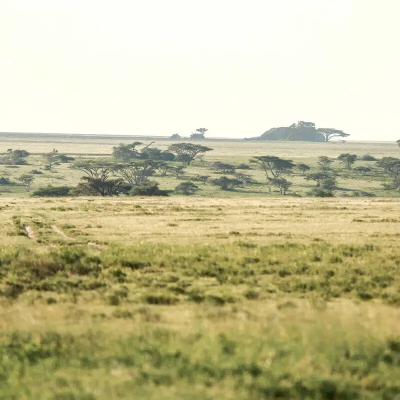 Landscape, grass and trees, olakira migration camp, Serengeti National Park, Tanzania