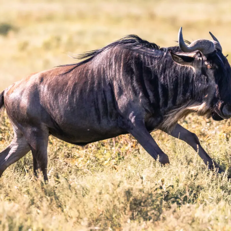 Wildebeest running through the grass, olakira migration camp, Serengeti National Park, Tanzania