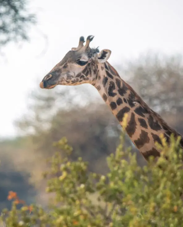 Giraffe standing behind a bush, olivers camp, Tarangire National Park, Tanzania