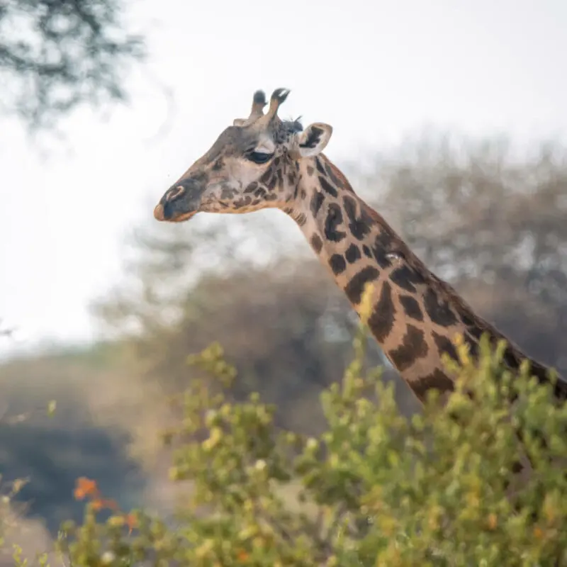 Giraffe standing behind a bush, olivers camp, Tarangire National Park, Tanzania