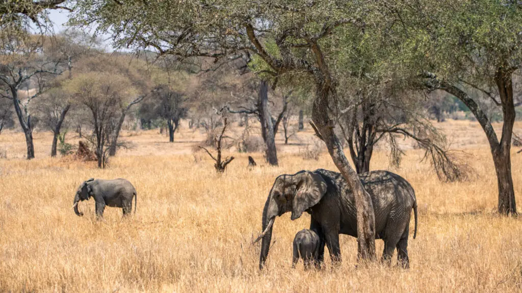 Elephant mother and calf standing under a shaded tree, olivers camp, Tarangire National Park, Tanzania