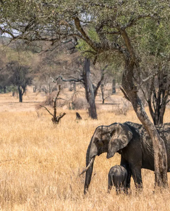 Elephant mother and calf standing under a shaded tree, olivers camp, Tarangire National Park, Tanzania