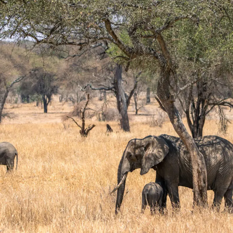 Elephant mother and calf standing under a shaded tree, olivers camp, Tarangire National Park, Tanzania