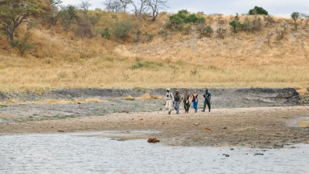 Guests enjoying a walking safari in Tarangire National Park, Tanzania, Olivers Camp