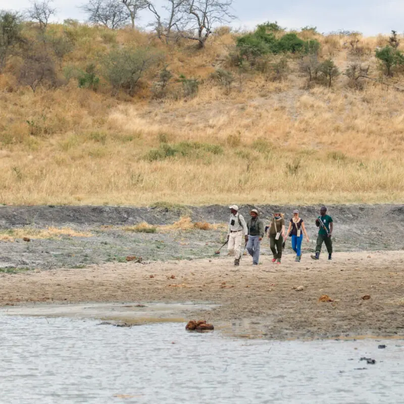 Guests enjoying a walking safari in Tarangire National Park, Tanzania, Olivers Camp