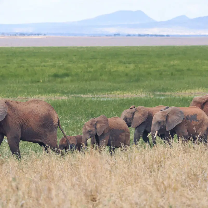 Elephant family walking in the grass, olivers camp, Tarangire National Park, Tanzania