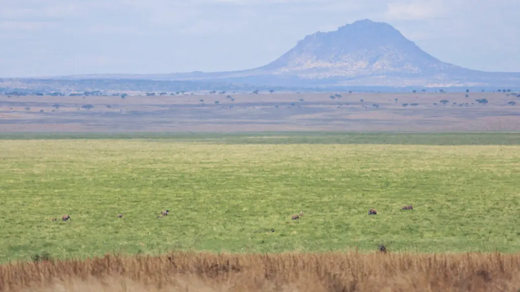 Green grass and mountain landscape in Tarangire National Park, Tanzania, Olivers Camp