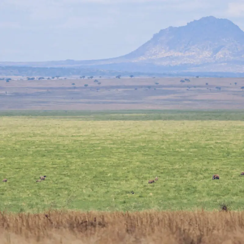 Green grass and mountain landscape in Tarangire National Park, Tanzania, Olivers Camp