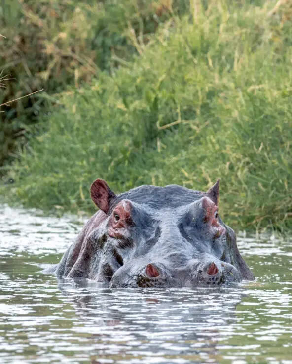 Rekero Camp, hippo in the river, masai mara, kenya