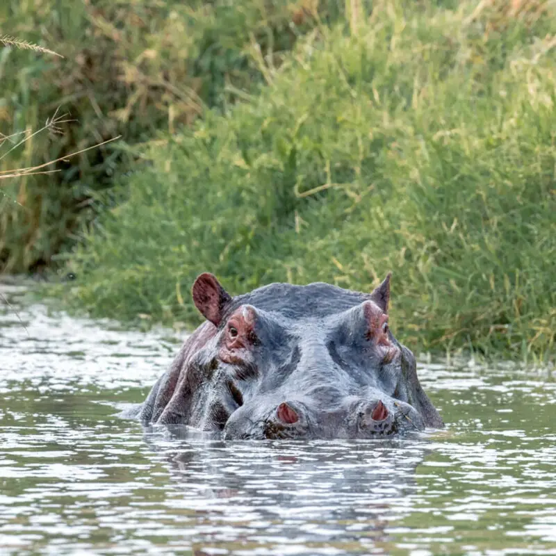 Rekero Camp, hippo in the river, masai mara, kenya
