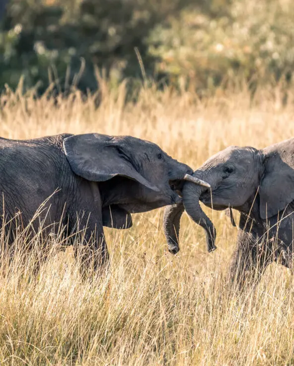 Two elephants with locked trunks in long grass, masai mara, kenya