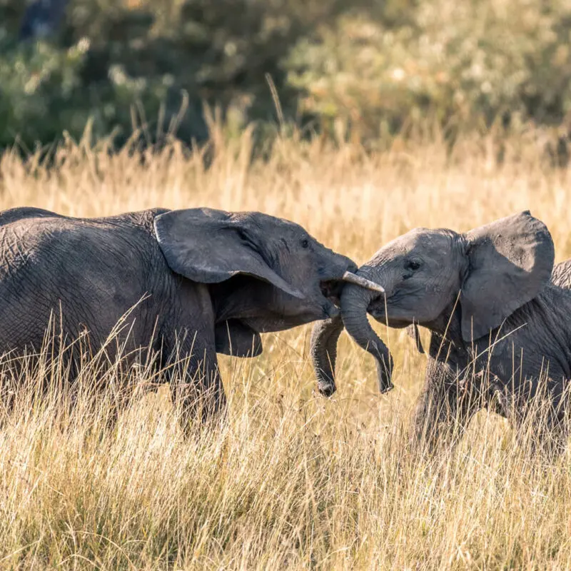 Two elephants with locked trunks in long grass, masai mara, kenya