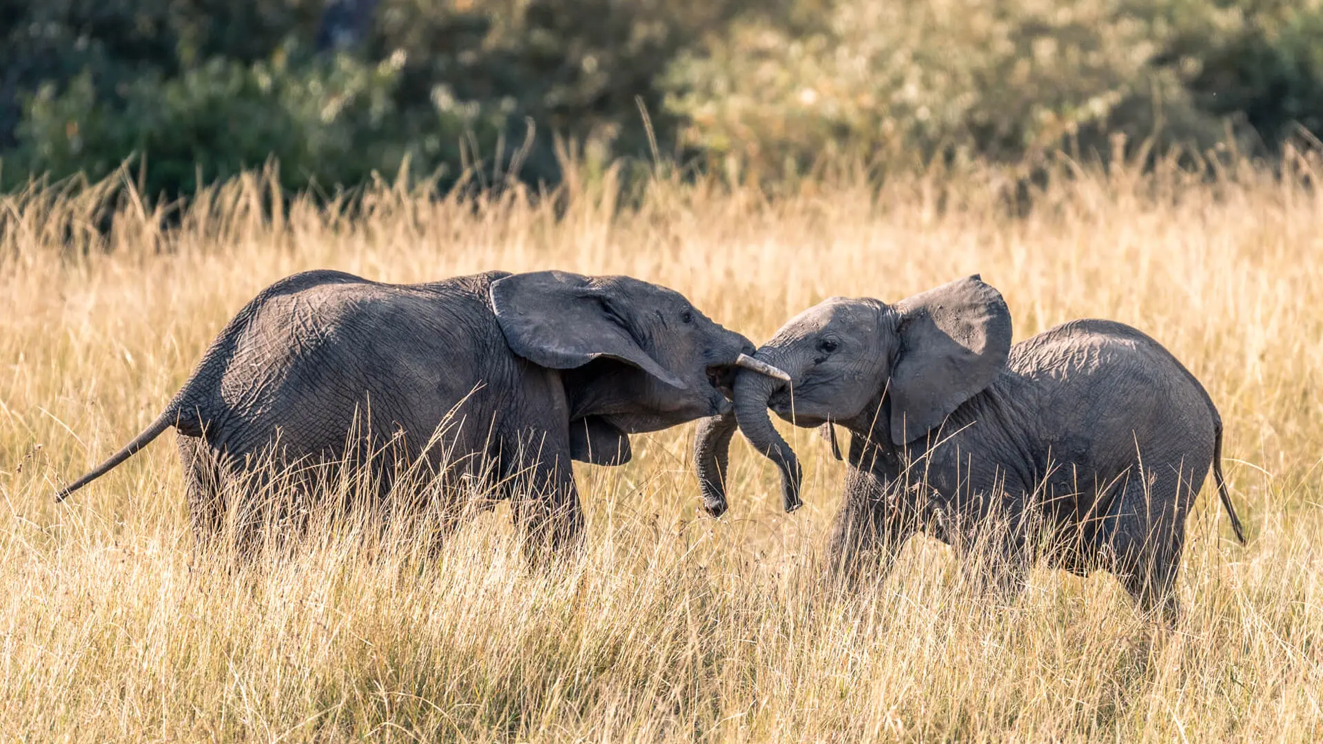 Two elephants with locked trunks in long grass, masai mara, kenya