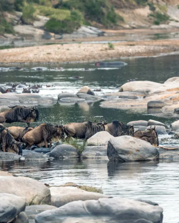 Wildebeest crossing the Talek River, Rekero Camp, Masai Mara, Kenya