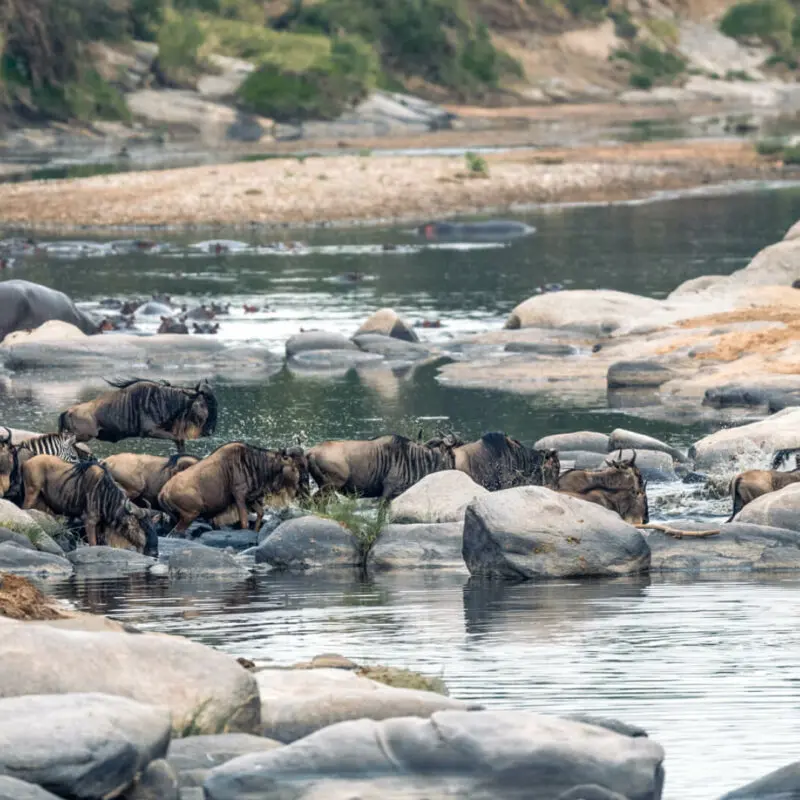 Wildebeest crossing the Talek River, Rekero Camp, Masai Mara, Kenya