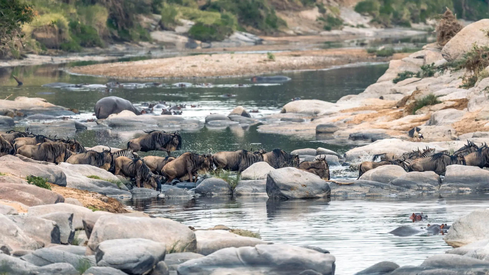 Wildebeest crossing the Talek River, Rekero Camp, Masai Mara, Kenya